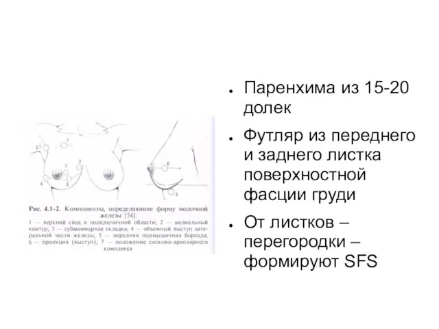 Паренхима из 15-20 долек Футляр из переднего и заднего листка поверхностной фасции