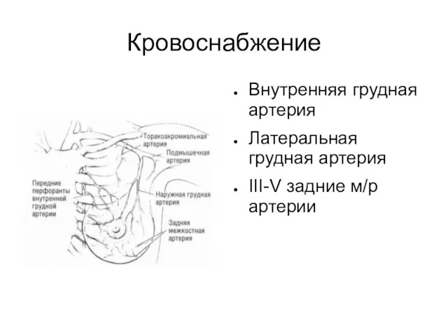 Кровоснабжение Внутренняя грудная артерия Латеральная грудная артерия III-V задние м/р артерии