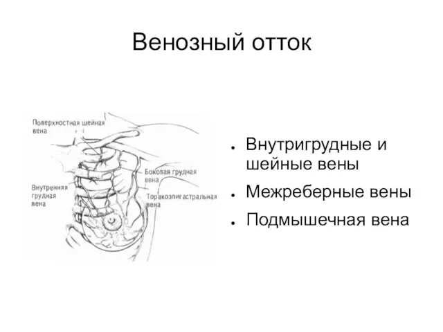 Венозный отток Внутригрудные и шейные вены Межреберные вены Подмышечная вена