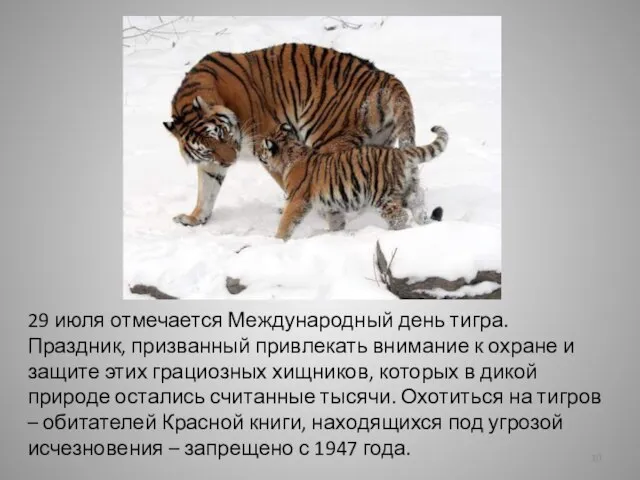 29 июля отмечается Международный день тигра. Праздник, призванный привлекать внимание к охране