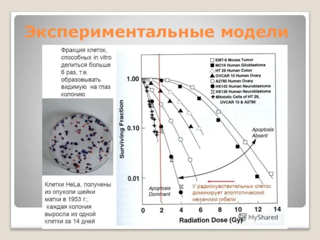 Экспериментальные модели