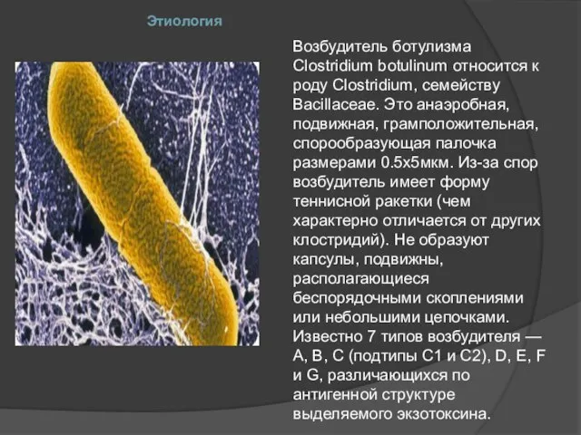 Этиология Возбудитель ботулизма Clostridium botulinum относится к роду Clostridium, семейству Bacillaceae. Это