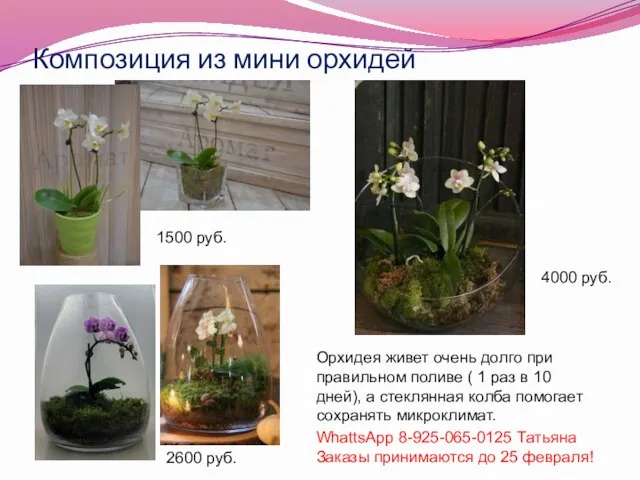 Композиция из мини орхидей 1500 руб. 2600 руб. 4000 руб. Орхидея живет