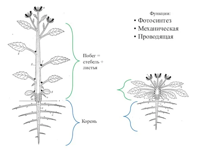 Побег = стебель + листья Корень Функции: Фотосинтез Механическая Проводящая