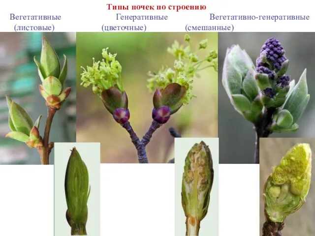 Типы почек по строению Вегетативные Генеративные Вегетативно-генеративные (листовые) (цветочные) (смешанные)