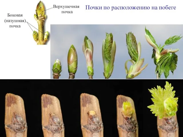 Почки по расположению на побеге