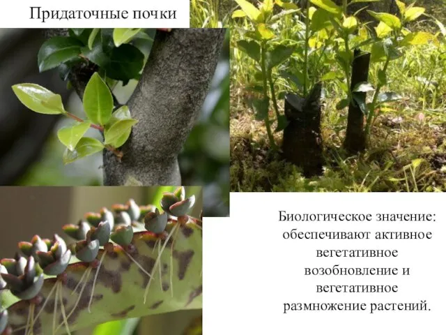 Придаточные почки Биологическое значение: обеспечивают активное вегетативное возобновление и вегетативное размножение растений.