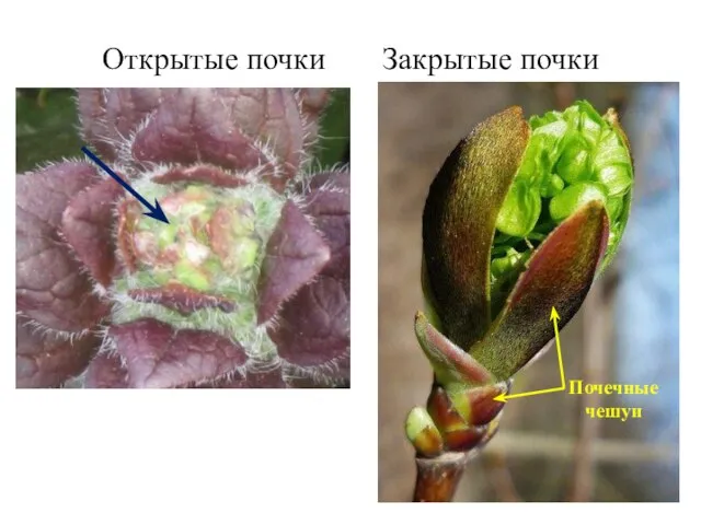 Открытые почки Закрытые почки