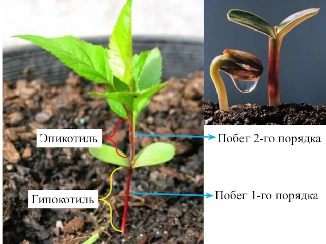 Гипокотиль Эпикотиль Побег 1-го порядка Побег 2-го порядка