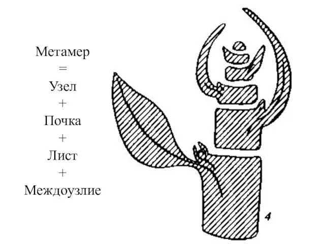 Метамер = Узел + Почка + Лист + Междоузлие