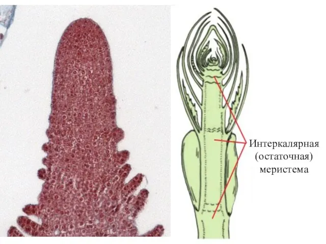 Интеркалярная (остаточная) меристема