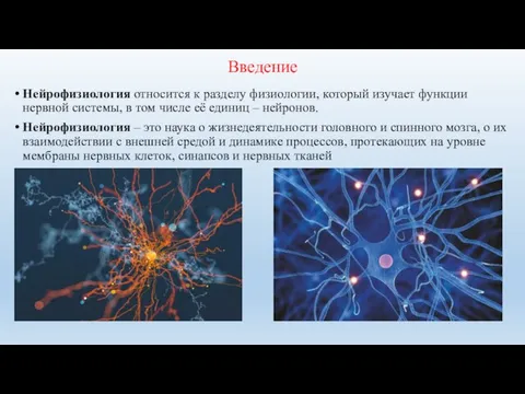 Нейрофизиология картинки для презентации