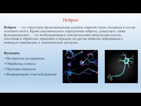 Нейрон Нейрон — это структурно-функциональная единица нервной ткани, входящая в состав головного