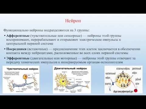 Нейрон Функционально нейроны подразделяются на 3 группы: Афферентные (чувствительные или сенсорные) —