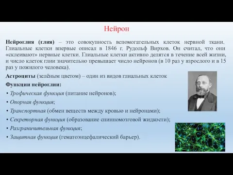 Нейрон Нейроглия (глия) – это совокупность вспомогательных клеток нервной ткани. Глиальные клетки