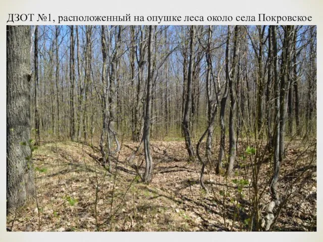 ДЗОТ №1, расположенный на опушке леса около села Покровское