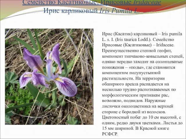 Семейство Касатиковые, Ирисовые Iridaceae Ирис карликовый Iris Pumila L. Ирис (Касатик) карликовый