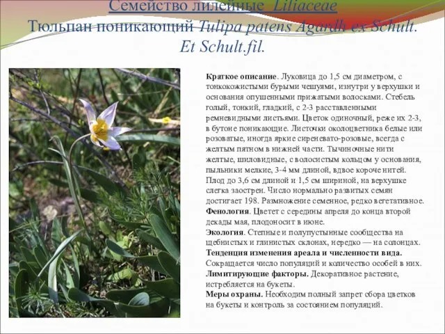 Семейство лилейные Liliaceae Тюльпан поникающий Tulipa patens Agardh ex Schult. Et Schult.fil.
