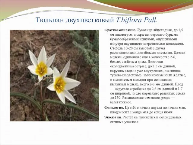 Тюльпан двухцветковый T.biflora Pall. Краткое описание. Луковица яйцевидная, до 1,5 см диаметром,