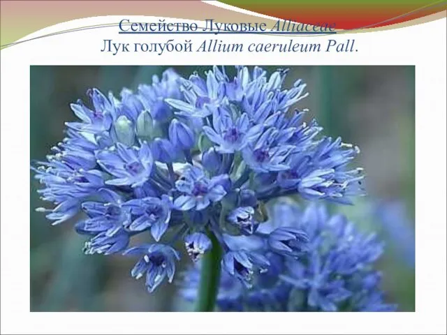 Семейство Луковые Alliaceae Лук голубой Allium caeruleum Pall.