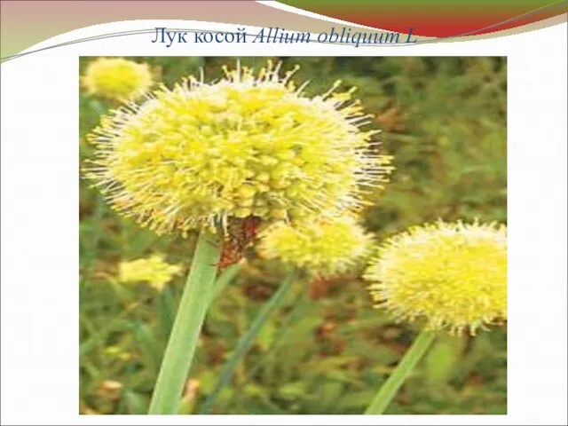 Лук косой Allium obliquum L