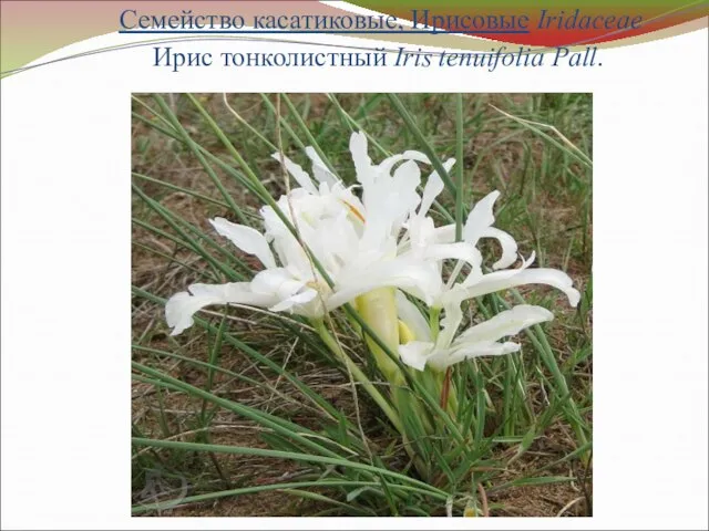 Семейство касатиковые, Ирисовые Iridaceae Ирис тонколистный Iris tenuifolia Pall.