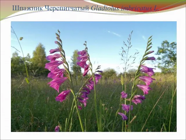 Шпажник Черепитчатый Gladiolus imbricatus L.