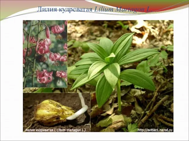 Лилия кудреватая Lilium Martagon L.