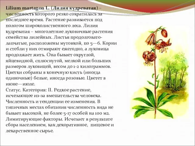 Lilium martagon L. (Лилия кудреватая) – численность которого резко сократилась за последнее
