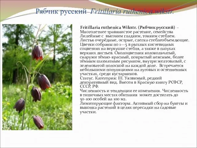 Рябчик русский Fritillaria ruthenica wikstr. Fritillaria ruthenica Wikstr. (Рябчик русский) – Многолетнее