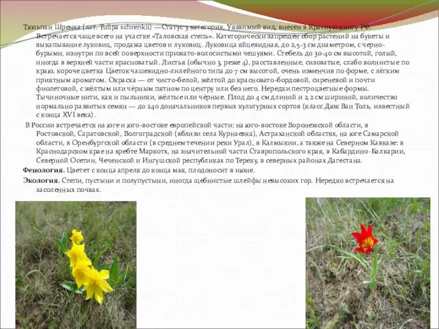 Тюльпан Шренка (лат. Tulipa schrenkii) —Статус 3 категория. Уязвимый вид, внесен в