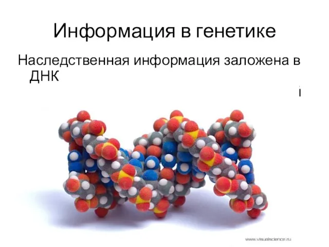 Информация в генетике Наследственная информация заложена в ДНК Молекула ДНК – это