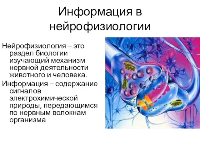 Информация в нейрофизиологии Нейрофизиология – это раздел биологии изучающий механизм нервной деятельности