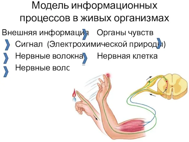 Модель информационных процессов в живых организмах Внешняя информация Органы чувств Сигнал (Электрохимической