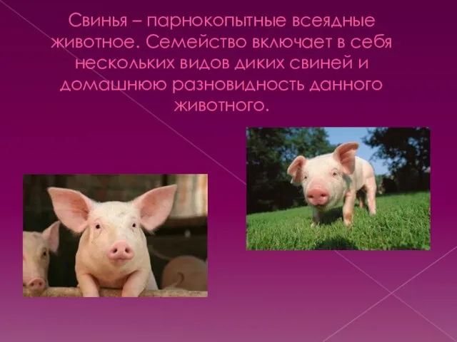 Свинья – парнокопытные всеядные животное. Семейство включает в себя нескольких видов диких