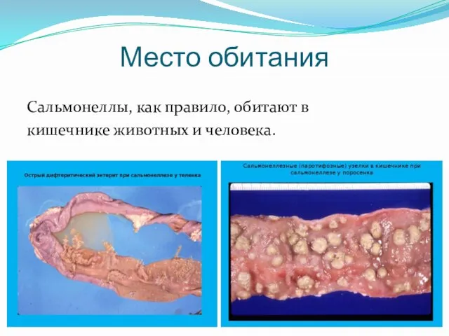 Место обитания Сальмонеллы, как правило, обитают в кишечнике животных и человека.