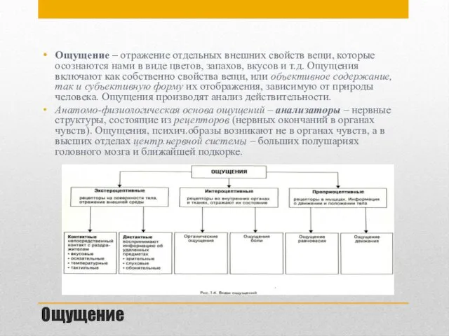 Ощущение Ощущение – отражение отдельных внешних свойств вещи, которые осознаются нами в