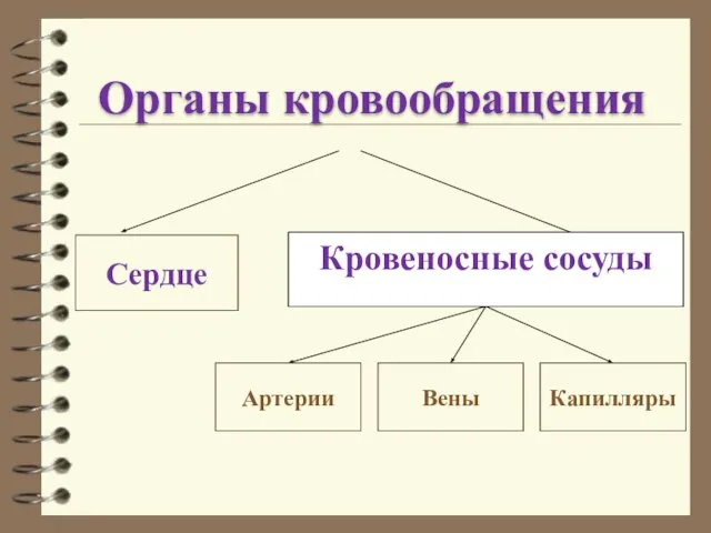 Органы кровообращения Сердце Кровеносные сосуды Артерии Вены Капилляры