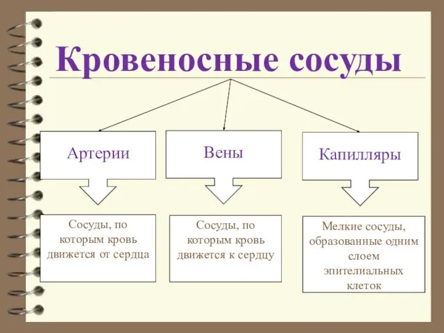 Кровеносные сосуды