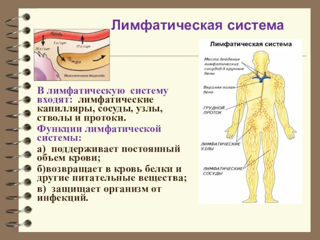 В лимфатическую систему входят: лимфатические капилляры, сосуды, узлы, стволы и протоки. Функции