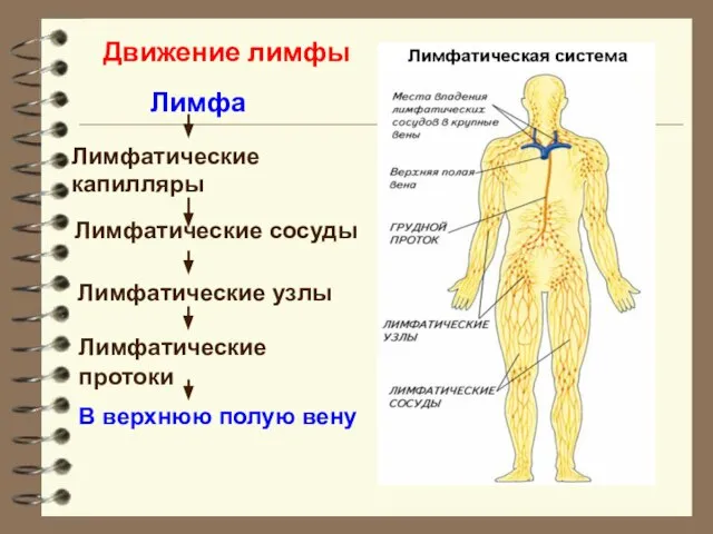 Лимфатические капилляры Лимфатические сосуды Лимфатические узлы Лимфатические протоки Лимфа В верхнюю полую вену Движение лимфы