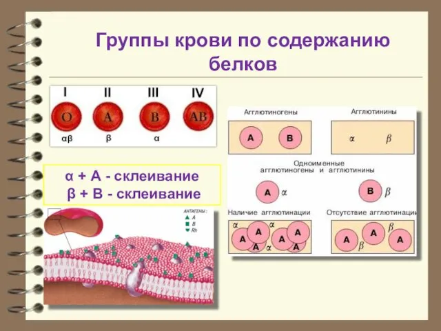 Группы крови по содержанию белков α + А - склеивание β + В - склеивание