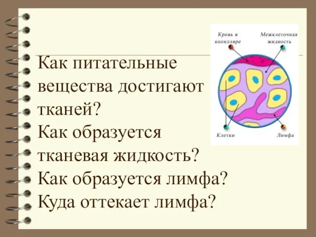 Как питательные вещества достигают тканей? Как образуется тканевая жидкость? Как образуется лимфа? Куда оттекает лимфа?