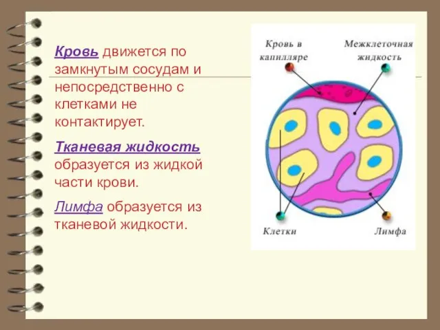 Кровь движется по замкнутым сосудам и непосредственно с клетками не контактирует. Тканевая