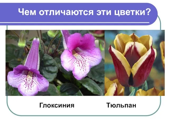 Чем отличаются эти цветки? Глоксиния Тюльпан