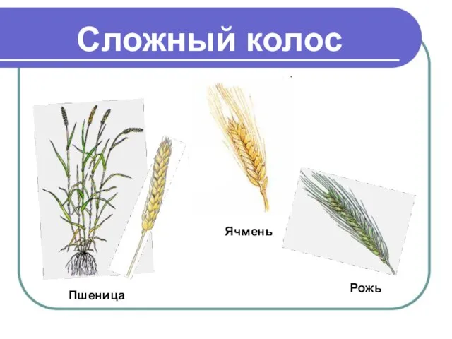 Сложный колос Пшеница Рожь Ячмень