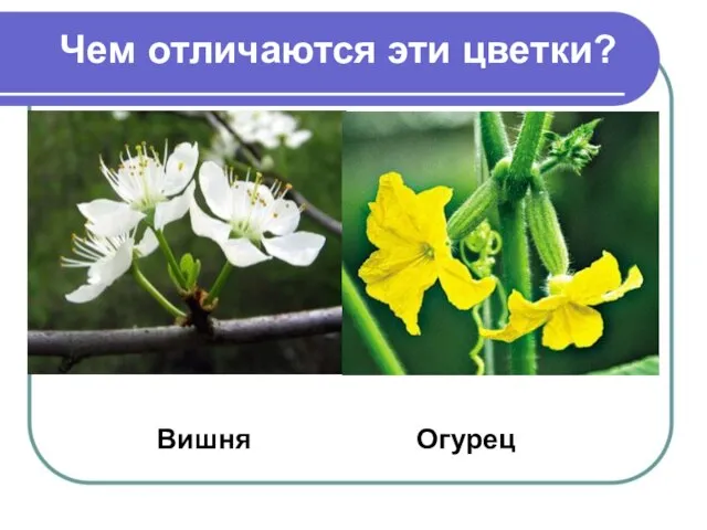 Чем отличаются эти цветки? Вишня Огурец