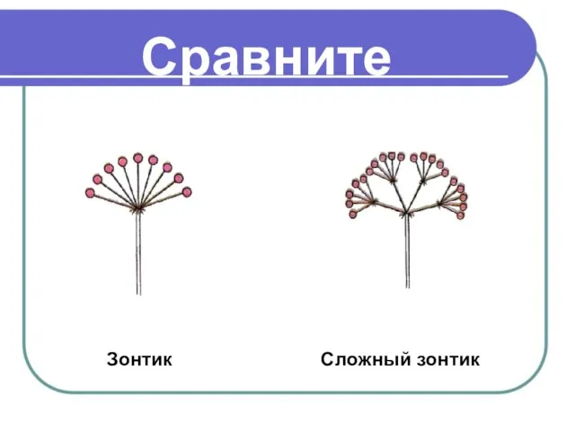 Сравните Зонтик Сложный зонтик