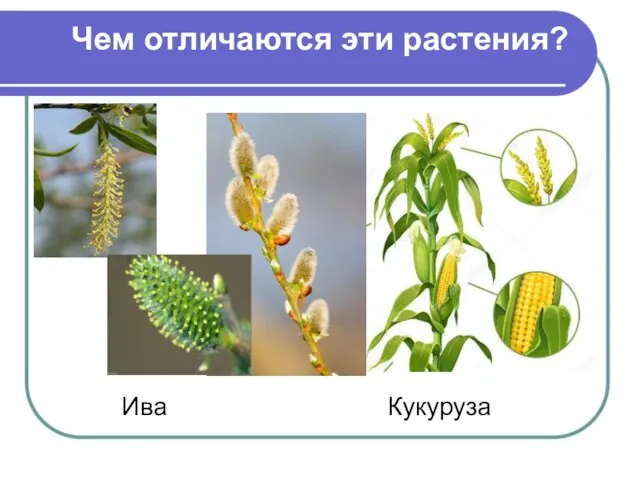 Чем отличаются эти растения? Ива Кукуруза