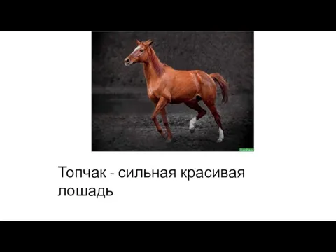 Топчак - сильная красивая лошадь